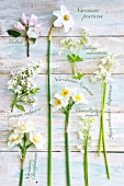 MIXED WHITE FLOWERS AND LABELS