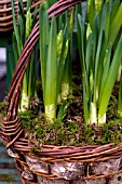NARCISSUS, FORCED IN WINTER, IN TWIG AND BARK BASKET