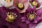 HELLEBORUS X HYBRIDUS BLOSSOMS FLOATING IN WATER