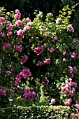ROSA SUPER DOROTHY CLIMBING ROSE, ON ARCH IN SUMMER