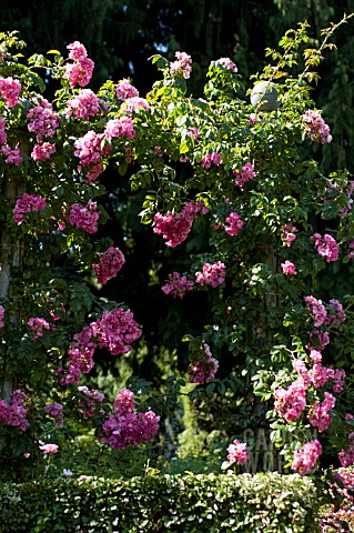 ROSA_SUPER_DOROTHY_CLIMBING_ROSE_ON_ARCH_IN_SUMMER