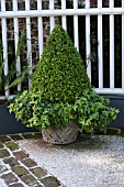 BUXUS SEMPERVIRENS, IN STONE URN WITH HELIX HEDERA