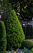 BUXUS SEMPERVIRENS, CONICAL TOPIARY IN FORMAL GARDEN