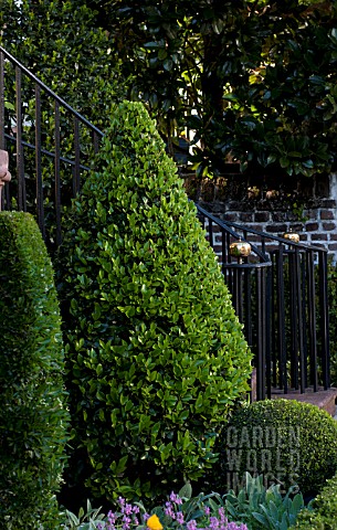 BUXUS_SEMPERVIRENS_CONICAL_TOPIARY_IN_FORMAL_GARDEN