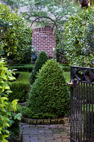 BUXUS_SEMPERVIRENS_IN_CONICAL_TOPIARY_IN_FORMAL_GARDEN