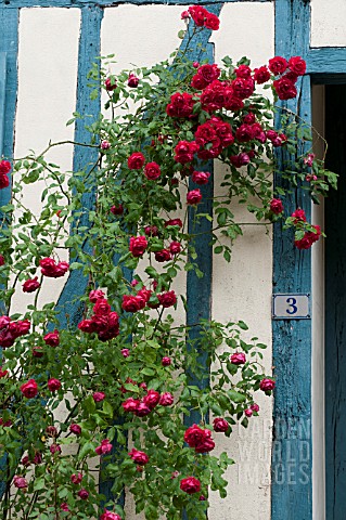RED_ROSES_CLIMBING_OVER_BLUE_HALF_TIMBERED_COTTAGE