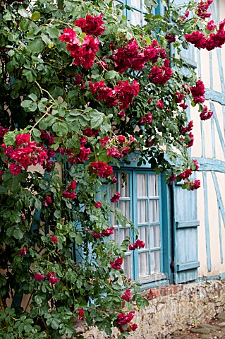 RED_CLIMBING_ROSES_OVER_WINDOW_WITH_SHUTTERS_ON_MEDIEVAL_HALF_TIMBERED_COTTAGE