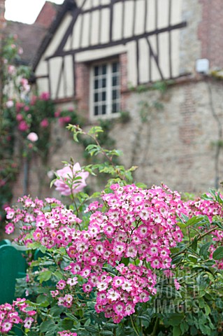 ROSA_BALLERINA_IN_FRONT_OF_MEDIEVAL_COTTAGE