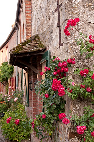 RED_CLIMBING_ROSES_OVER_BRICK_AND_HALF_TIMBERED_MEDIEVAL_BUILDING
