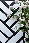 WHITE HYBRID MUSK ROSE AGAINST BLACK AND WHITE HALF TIMBERED WALL