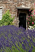 LAVANDULA LINED PATHWAY TO STONE COTTAGE WITH ROSES IN SUMMER