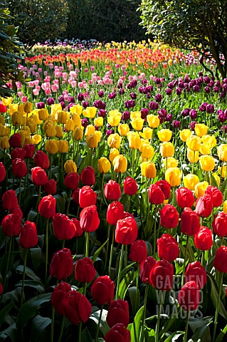 WOODLAND_MEADOW_WITH_MULTI_COLORED_TULIPS_IN_SPRING