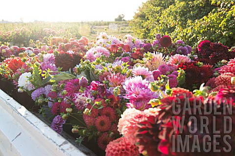 DAHLIAS_IN_BED_OF_TRUCK_AFTER_HARVESTING