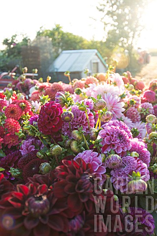 DAHLIAS_IN_BED_OF_TRUCK_AFTER_HARVESTING