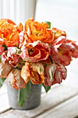 TULIPA, APRICOT AND SALMON PARROT TULIPS IN BOUQUET