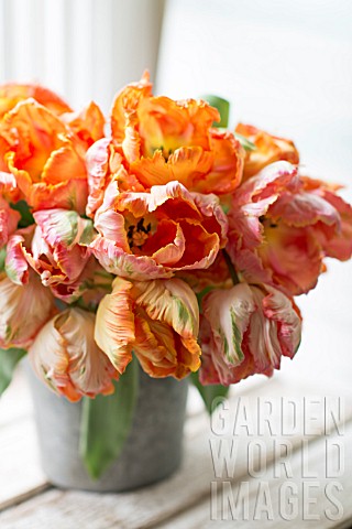 TULIPA_APRICOT_AND_SALMON_PARROT_TULIPS_IN_BOUQUET