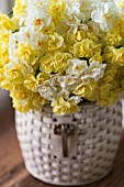 NARCISSUS CHEERFULNESS, SIR WINSTON CHURCHIL AND BRIDAL CROWN IN BASKET