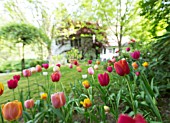 FRENCH TULIPS IN SPRING COTTAGE GARDEN