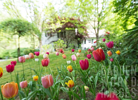FRENCH_TULIPS_IN_SPRING_COTTAGE_GARDEN