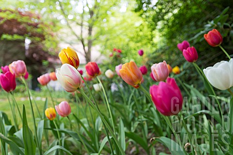 FRENCH_TULIPS_IN_SPRING_COTTAGE_GARDEN