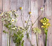 TANACETUM PARTHENIUM, SCABIOSA, AND OTHER CUT FLOWERS  ON WOODEN SURFACE