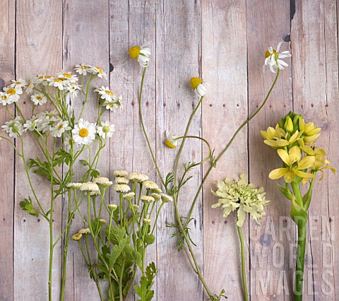TANACETUM_PARTHENIUM_SCABIOSA_AND_OTHER_CUT_FLOWERS__ON_WOODEN_SURFACE