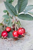 ROSE HIPS OF ROSA GLAUCA IN LATE SUMMER