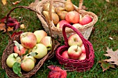 HAND PICKED MIXED ORGANIC APPLES IN BASKETS IN OCTOBER