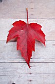 LEAF OF ACER RUBRUM, RED MAPLE, IN AUTUMN