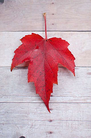 LEAF_OF_ACER_RUBRUM_RED_MAPLE_IN_AUTUMN