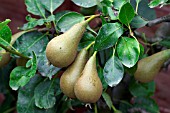 PEAR CONFERENCE (PYRUS COMMUNIS)
