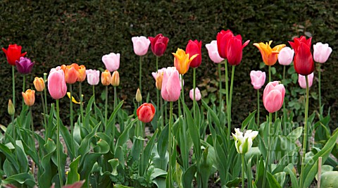 TULIPS_IN_A_ROW