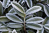 PRUNUS LAUROCERASUS MOUNT VERNON FOLIAGE WITH FROST