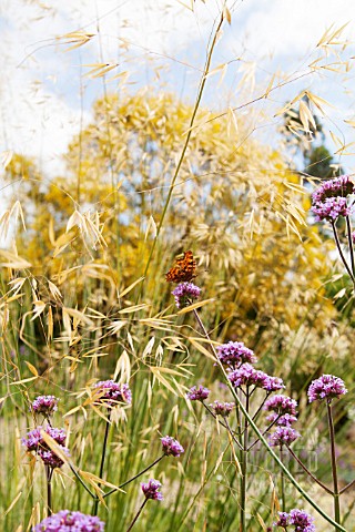 STIPA_WITH_VERBENA_BONARIENSIS_AND_BUTTERFLY