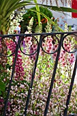 METAL GATE WITH LUPINS AND VERBASCUM
