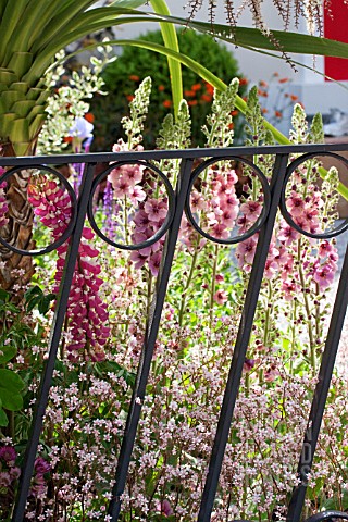 METAL_GATE_WITH_LUPINS_AND_VERBASCUM