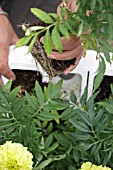 PLANTING TAGETES ERECTA,  REMOVING PLANTS FROM PACKAGING
