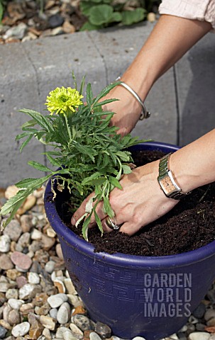 PLANTING_UP_CONTAINER__TAGETES_ERECTA