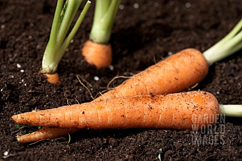 MINI_VEGETABLES__CARROTS_GROWING_AND_LIFTED