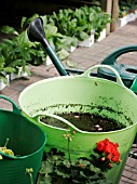 BUCKETS FOR WATERING AND TIDYING GREENHOUSE