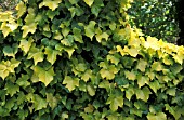 HEDERA HELIX,  BUTTERCUP,  COMMON IVY