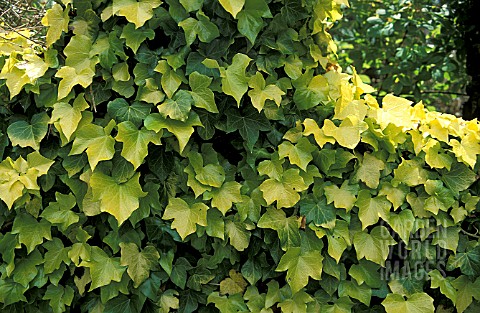 _HEDERA_HELIX__BUTTERCUP__COMMON_IVY