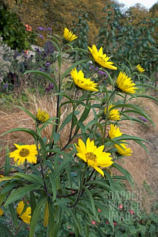 HELIANTHUS_POSSIBLY_MAXIMILIANI_IN_BORDER_AT_CLOVELLY_COURT_DEVON