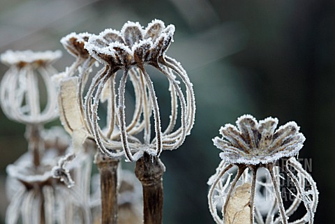 FROSTED_SEEDHEADS_OF_PAPAVER_SOMNIFERUM_Editorial_use_only