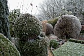 FROSTY GARDEN WITH CONIFERS AND SHRUBS