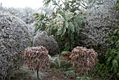 FROSTED SHRUBBERY GARDEN WITH TOPIARY HORNBEAM STANDARDS AND MAHONIA