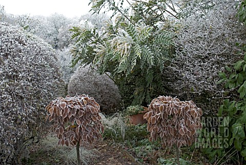 FROSTED_SHRUBBERY_GARDEN_WITH_TOPIARY_HORNBEAM_STANDARDS_AND_MAHONIA