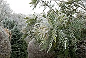 FROSTED MAHONIA JAPONICA IN SHRUBBERY GARDEN