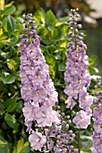 SPIRES OF LILAC DELPHINIUM FLOWERS IN FRONT OF VARIEGATED HOLLY LEAVES