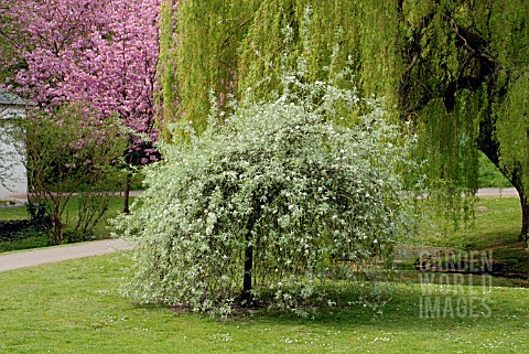 PYRUS_SALICIFOLIA_PENDULA_AND_SALIX_BABYLONICA_IN_SPRING_IN_GARDENS_OF_ST_FAGANS_CASTLE__CARDIFF